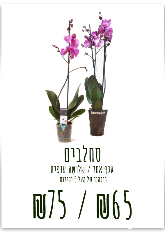 סחלבים בהזמנה של מעל 5 יחידות